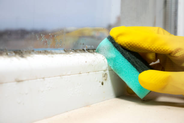 Best Bathroom Mold Remediation in Columbia, MO