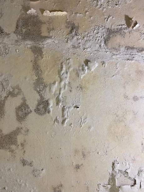 Columbia, MO Mold Remediation Company