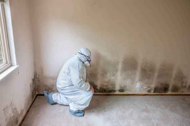 Best Emergency Mold Remediation in Columbia, MO