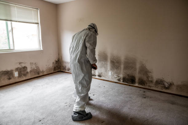 Best Commercial Mold Remediation in Columbia, MO