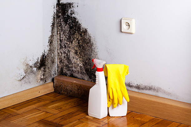 Best Post-Flood Mold Remediation in Columbia, MO